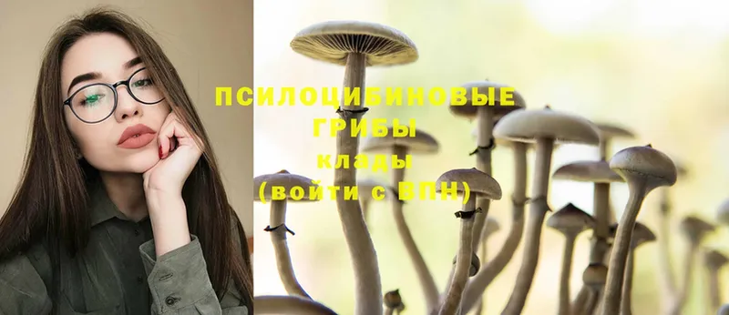 Галлюциногенные грибы Psilocybe  Новоузенск 